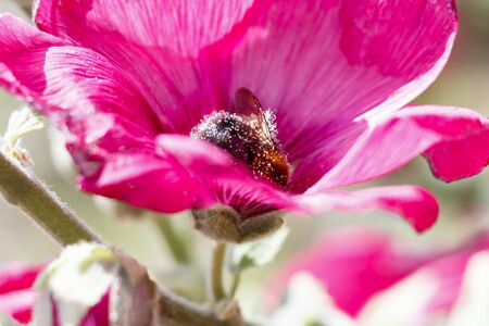 bright sunny day mallow flower. the bumblebee is covered in pollen. close-upの写真素材