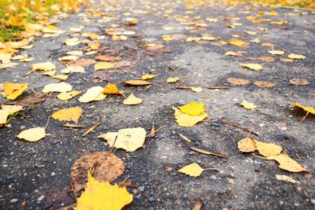 autumn. Yellow birch leaves lies on the grass. daylight. shallow depth of cut