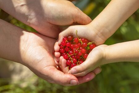 hands of a little girl and an old woman in them red currant. eco products. concept. passing on knowledge to the younger generationの写真素材