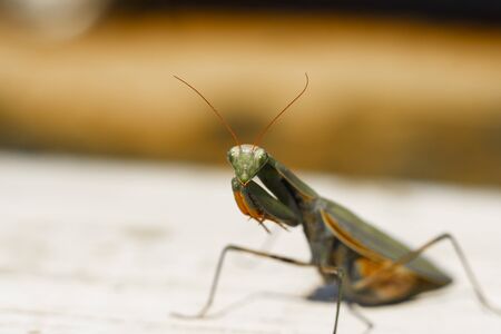 mantis. daylight. female. Shallow depth of field macro shooting