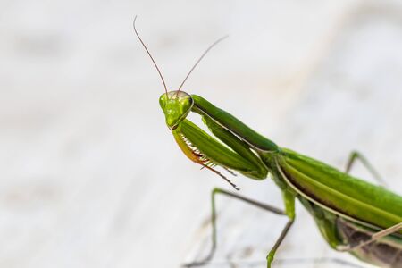 mantis. daylight. female. Shallow depth of field macro shooting
