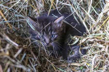the countryside. in a straw a kitten of a gray color. shallow depth of fieldの写真素材