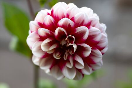 daylight. dahlia. shallow depth of field. red petals with white tips.の写真素材