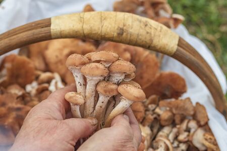 female hands of not young woman hold forest mushrooms over a basket. shallow depth of fieldの写真素材