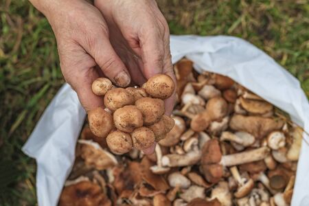female hands of not young woman hold forest mushrooms over a basket. shallow depth of fieldの写真素材