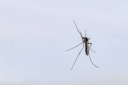 window in the house. On the glass sits a mosquito that drinks blood. close-upの写真素材