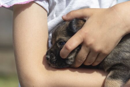 little girl holding a little puppy in her arms. close-upの写真素材