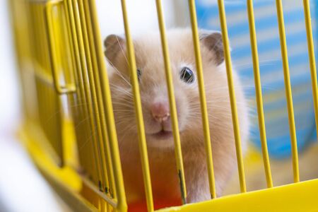 Violence over animals. Keeping the animal in captivity. The yellow cage in her hamster. Shallow depth of fieldの素材 [FY310138930376]