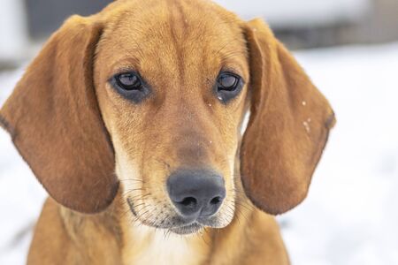 Pet breed Dachshund. Winter, snow close-up
