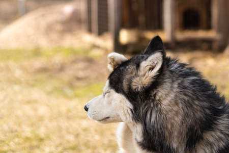 daylight. Husky dog. With multi-colored eyes.の写真素材