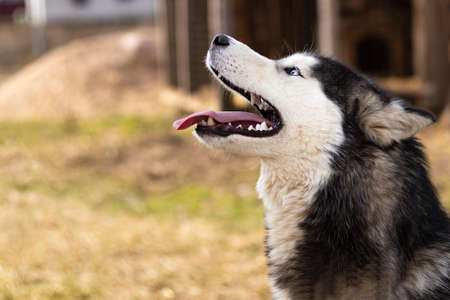 daylight. Husky dog. With multi-colored eyes. He wants to play. The mouth is open and the tongue is visible.の写真素材
