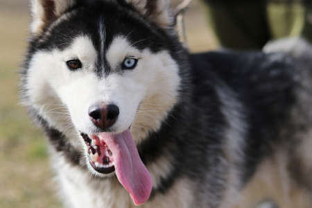 daylight. Husky dog. With multi-colored eyes. The mouth is open and the tongue is visible.