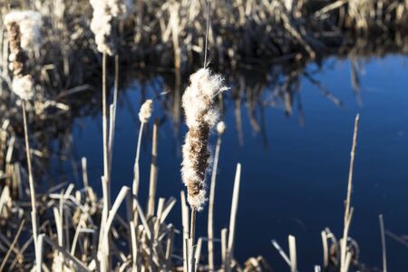 daylight. The evening sun. A lot of reeds near the pond. Close-upの写真素材