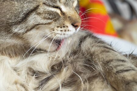 domestic cat lies on a plaid. Tongue licking pile of wool. Close-up.の写真素材