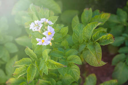 Daylight. potato flower. Close-up. Growing eco products. Without the use of chemistryの写真素材