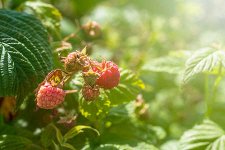 Daylight. raspberry bush on it is a red berry. ripened. Close-up.の写真素材