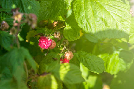 Daylight. raspberry bush on it is a red berry. ripened. Close-up.