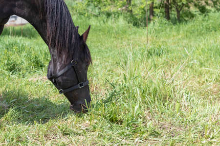 Daylight. black horse eating grass in the meadow. Close-upの写真素材