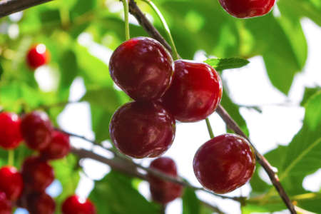 Branch of red ripe cherries on a tree. Picking berries. Close-up.