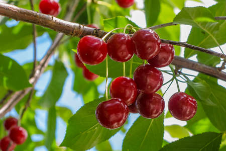 Branch of red ripe cherries on a tree. Picking berries. Close-up.