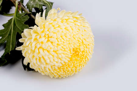 White background. No isolation. The bud is white with a yellow tint. chrysanthemum.の写真素材