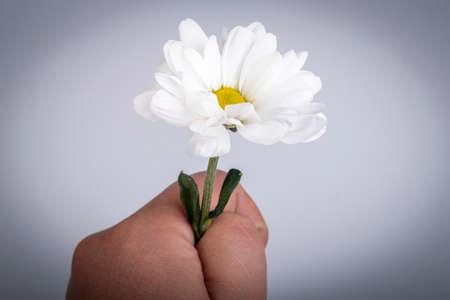 On white background. A man's hand holds a white chamomile in his hand. The concept of relationship between the sexesの写真素材