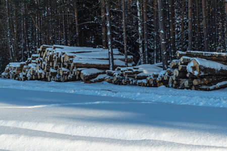 street lighting. white snow. Harvesting of the winter forest. They are stored before transportation