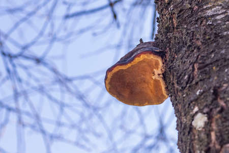 Natural light. The chaga mushroom formed on the tree. Cherry. Spring foliage on the tree is absent