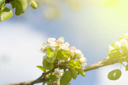 Street lighting. bright sun. Apple blossoms are blooming. Close-upの写真素材