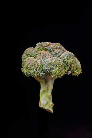 Dark background. a human hand in a blue medical glove holds broccoli. Close-up.の写真素材