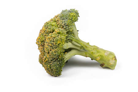 Studio lighting. white background. green broccoli close-up.