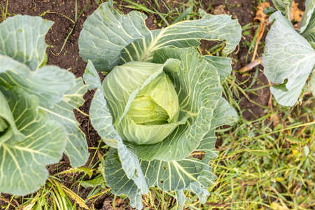 cabbage. natural light. growing organic products without the use of chemicals. close-upの写真素材
