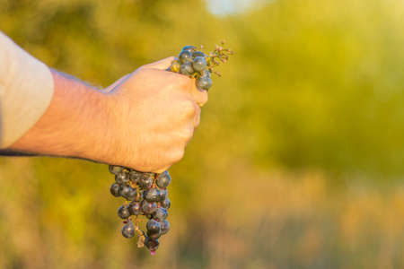 natural light. a human hand crushes a handful of blue grapes. shallow depth of fieldの写真素材