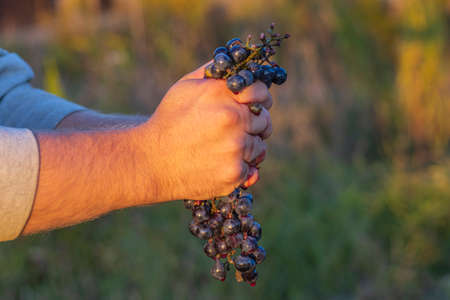 natural light. a human hand crushes a handful of blue grapes. shallow depth of fieldの写真素材