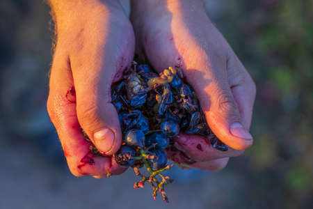 natural light. a human hand crushes a handful of blue grapes. shallow depth of field