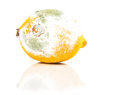 yellow lemon is all covered with fungus, mold. ruined. white background. close upの写真素材