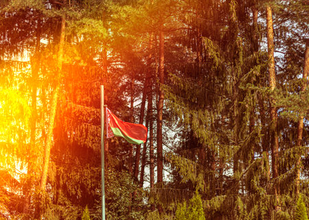 natural light, illumination. the flag of Belarus on the background of a green forestのeditorial素材