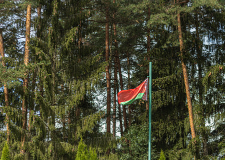 natural light, illumination. the flag of Belarus on the background of a green forestのeditorial素材