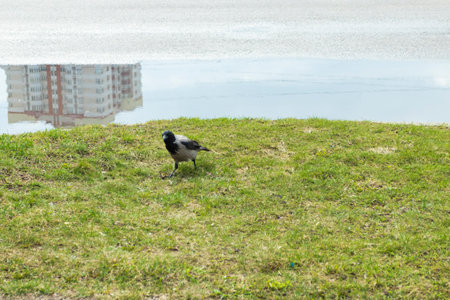 daylight. a gray crow on the ground in a park near a puddle after the rain. green grass
