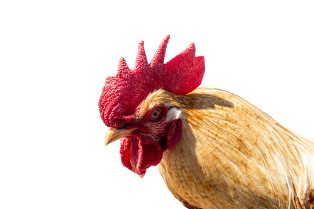 Rooster. Close-up. Isolated on white background. Toning addedの写真素材