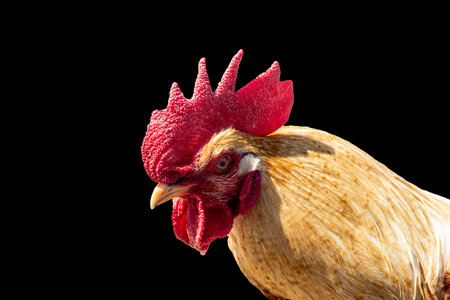 Rooster. Close-up. Isolated on dark background. Toning added.の写真素材