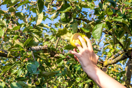 A girl holds an apple near the branches. She is trying to pick it. Toned.の写真素材