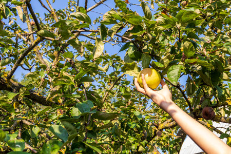 A girl holds an apple near the branches. She is trying to pick it. Toned.