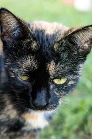 cat. street cat of various colors. close-up. slight tinting