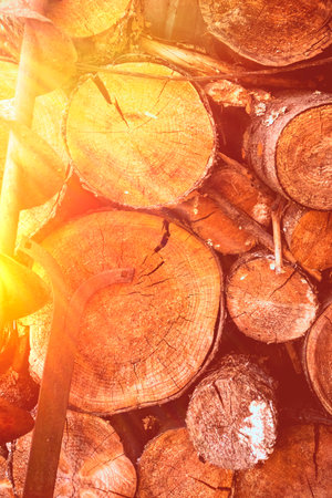 tree, stump. natural light several sawn wooden stumps. there is tintingの写真素材