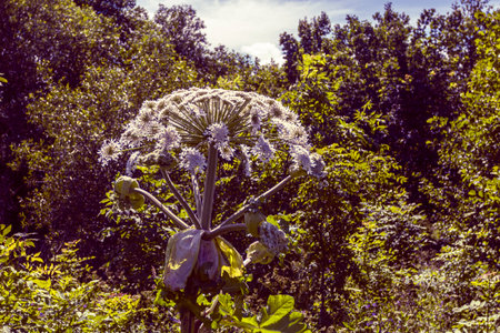 HogLush hogweed plants dominate a wild landscape filled with vibrant green foliage and blooming...