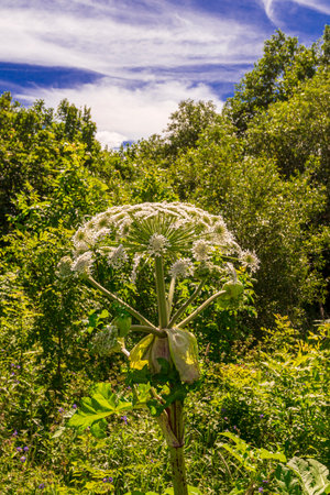 HogLush hogweed plants dominate a wild landscape filled with vibrant green foliage and blooming...