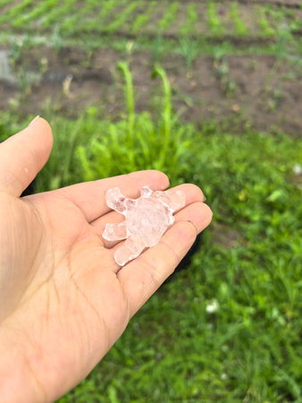 A person stands outdoors, palm open, showcasing a large chunk of hail. The vibrant green grass...