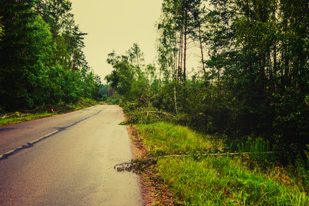 Strong winds have caused significant destruction in the forest, resulting in uprooted trees and...