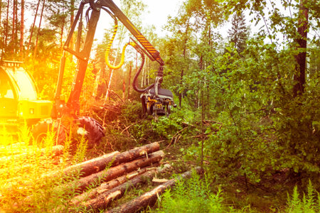 A large harvesting machine cuts and processes trees in a forested area. The operator carefully...